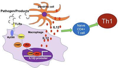 Commentary: Autoimmune diseases in patients with myotonic dystrophy type 2